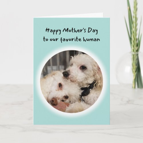 Cute Dogs Youre My Favorite Human Mothers Day Card
