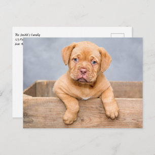 Cute Dogue De Bordeaux Puppy Dog Postcard