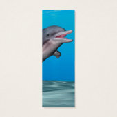 Cute Dolphin (Back)