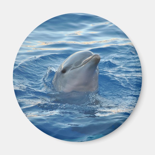 Cute Dolphin Face in Ocean Magnet (Front)