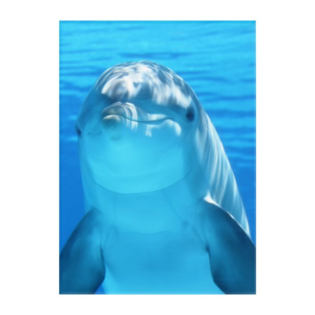 Cute Dolphin Marine Animal in Blue Sea Acrylic Print (Front)