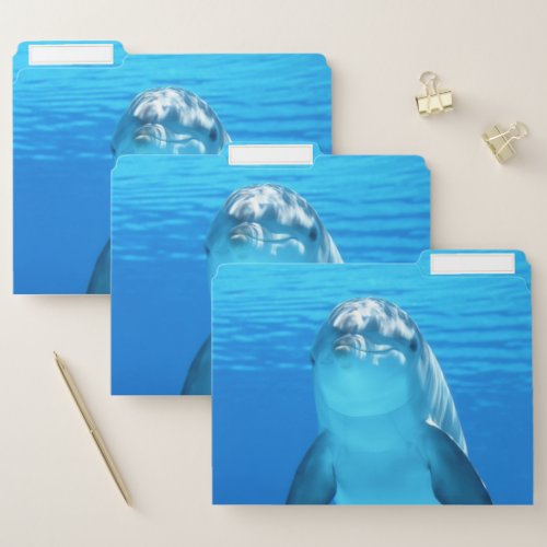 Cute Dolphin Marine Animal in Blue Sea File Folder