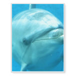 Cute Dolphin Temporary Tattoos