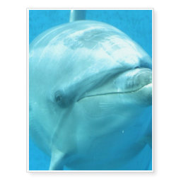 Cute Dolphin Temporary Tattoos