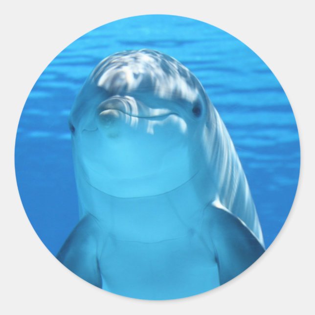 Cute Dolphin Under The Sea Classic Round Sticker (Front)