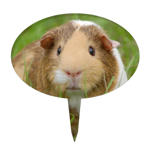 Cute Domestic Guinea Pig Cake Topper (Front)