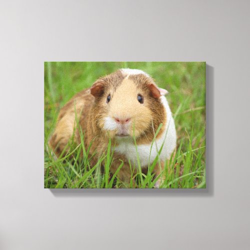 Cute Domestic Guinea Pig Canvas Print