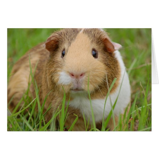 Cute Domestic Guinea Pig Cards (Front Horizontal)