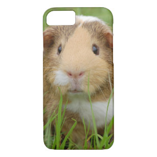 guinea pig iphone 7 case guinea pig iphone 7 case