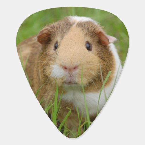 Cute Domestic Guinea Pig Guitar Pick