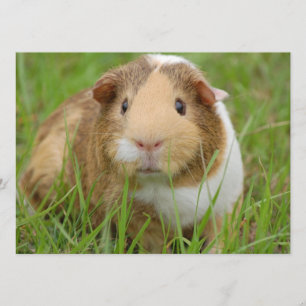 Cute Domestic Guinea Pig Invitation