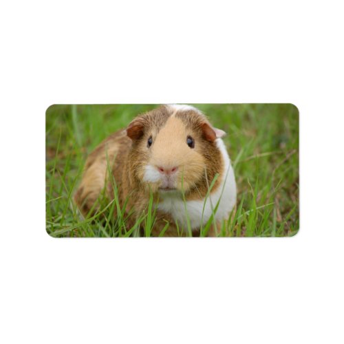 Cute Domestic Guinea Pig Label