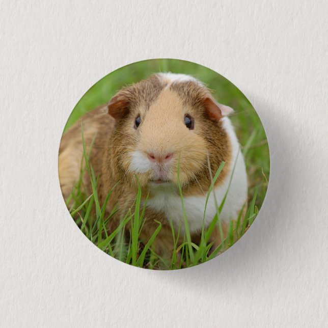 Cute Domestic Guinea Pig Pinback Button (Front)