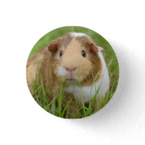 Cute Domestic Guinea Pig Pinback Button