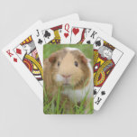 Cute Domestic Guinea Pig Playing Cards at Zazzle
