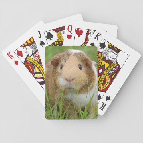 Cute Domestic Guinea Pig Playing Cards