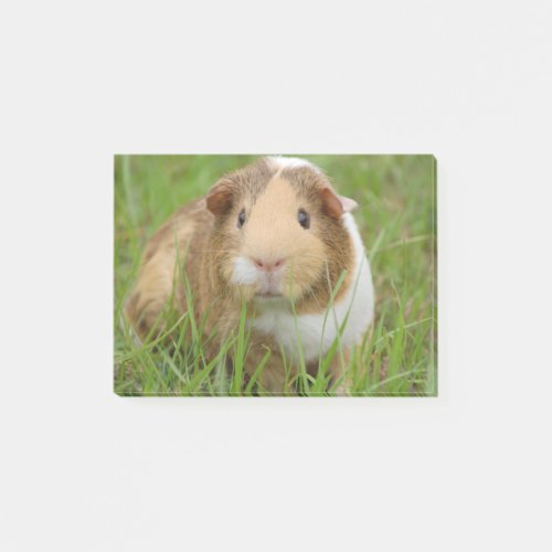 Cute Domestic Guinea Pig Post_it Notes