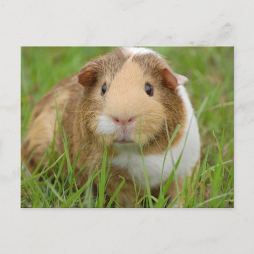 Cute Domestic Guinea Pig Postcard