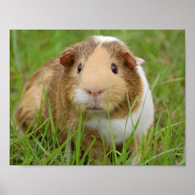 Cute Domestic Guinea Pig Poster (Front)