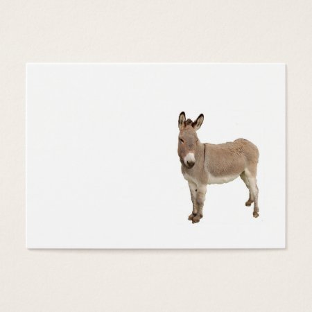 Cute Donkey Burro Photograph