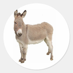 Cute Donkey Burro Photograph Classic Round Sticker