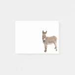Cute Donkey Burro Photograph Post-it Notes at Zazzle