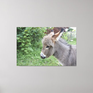 Cute Donkey Canvas Print