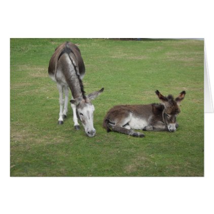Cute donkey grazing with sleeping foal card