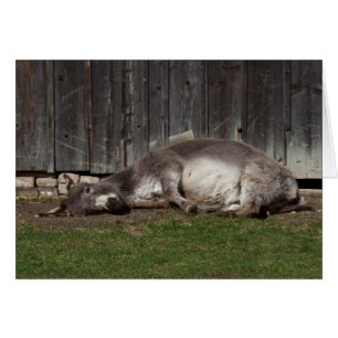 Cute Donkey Resting After A Sand Bath Cards