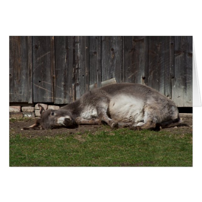 Cute Donkey Resting After A Sand Bath Cards (Front Horizontal)