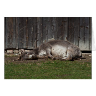 Cute Donkey Resting After A Sand Bath Cards