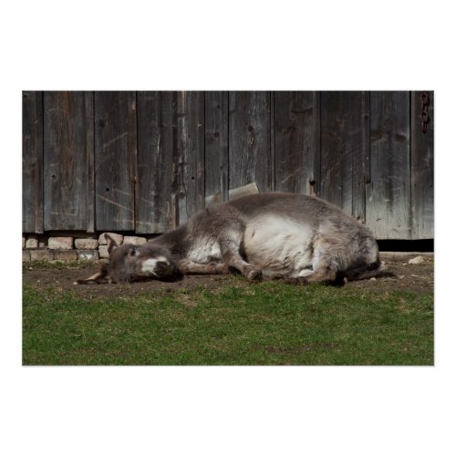 Cute Donkey Resting After A Sand Bath Poster