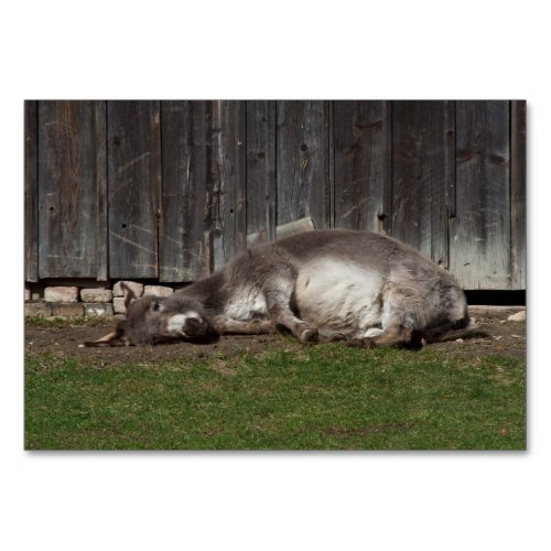 Cute Donkey Resting After A Sand Bath Table Number