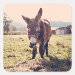 Cute Donkey Sticker