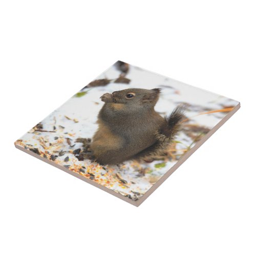 Cute Douglas Squirrel Enjoying a Winter Feast Ceramic Tile