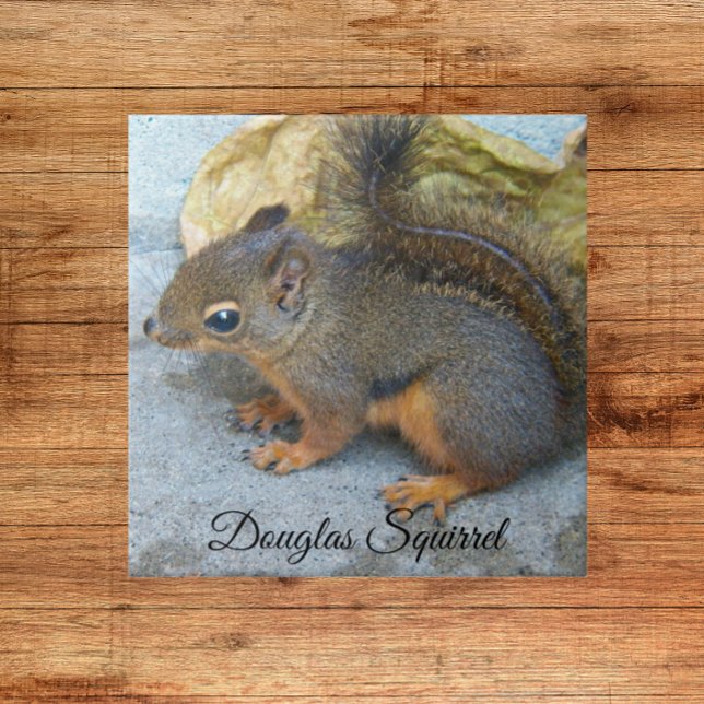 Cute Douglas Squirrel Nature Photo Ceramic Tile (In Situ)