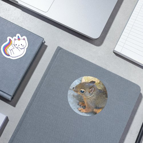 Cute Douglas Squirrel Nature Photo Classic Round Sticker