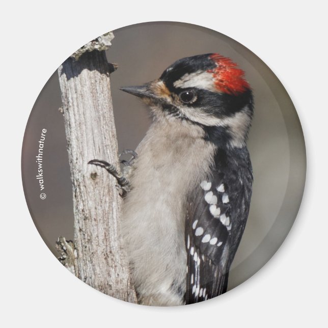 Cute Downy Woodpecker Bird on Branch Magnet (Front)