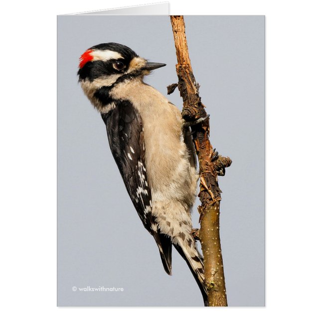 Cute Downy Woodpecker on Fruit Tree Cards (Front)