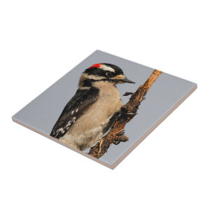 Cute Downy Woodpecker on Fruit Tree Ceramic Tile