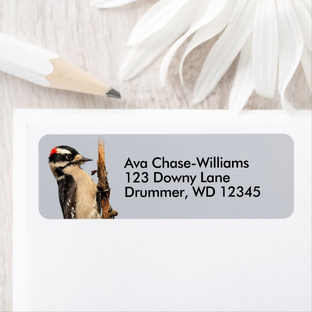 Cute Downy Woodpecker on Fruit Tree Label (Insitu)