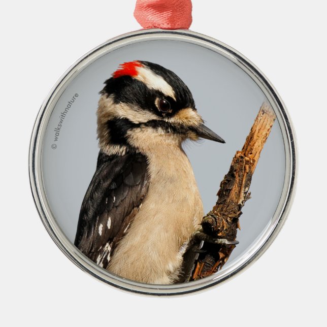 Cute Downy Woodpecker on Fruit Tree Metal Ornament (Front)