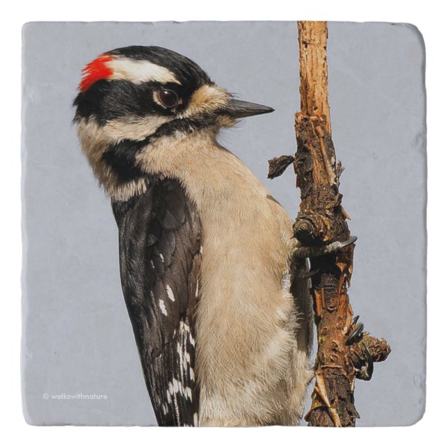 Cute Downy Woodpecker on Fruit Tree Trivet (Front)