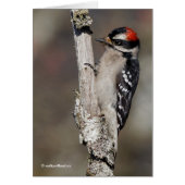 Cute Downy Woodpecker on the Tree (Front)
