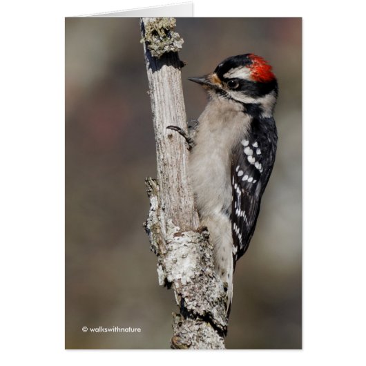 Cute Downy Woodpecker on the Tree Cards (Front)