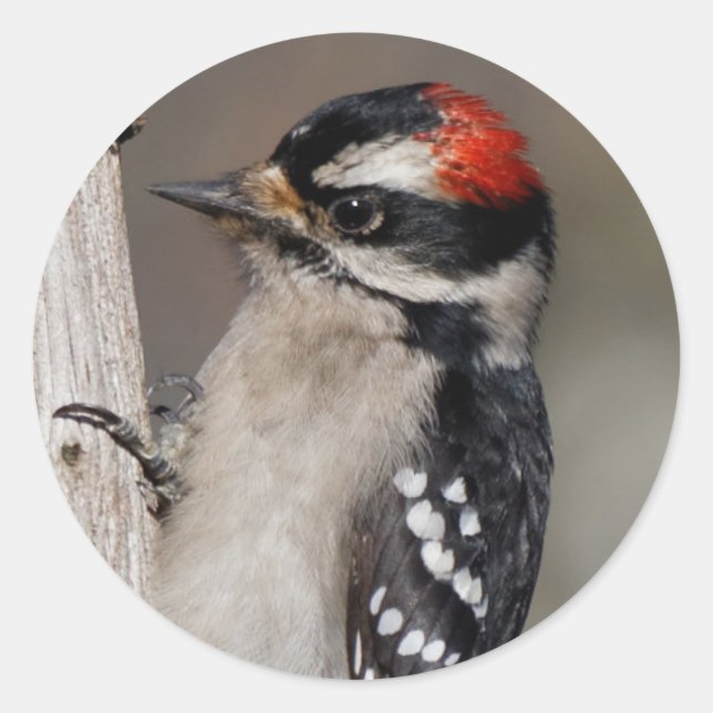 Cute Downy Woodpecker on the Tree Classic Round Sticker (Front)