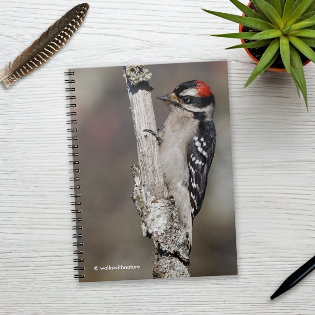 Cute Downy Woodpecker on the Tree Notebook (Downy Woodpecker on the Tree Journal Cover Photo)
