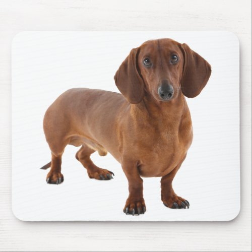 Cute Doxin Wiener Puppy Dog Lover Gift Dachshund Mouse Pad