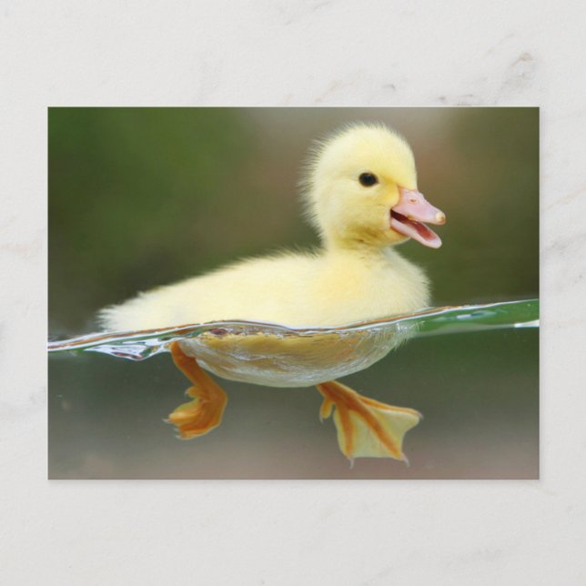 Cute Duck Chick Postcard (Front)