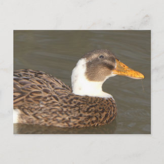 Cute Duck Close Up DIY Holiday Postcard